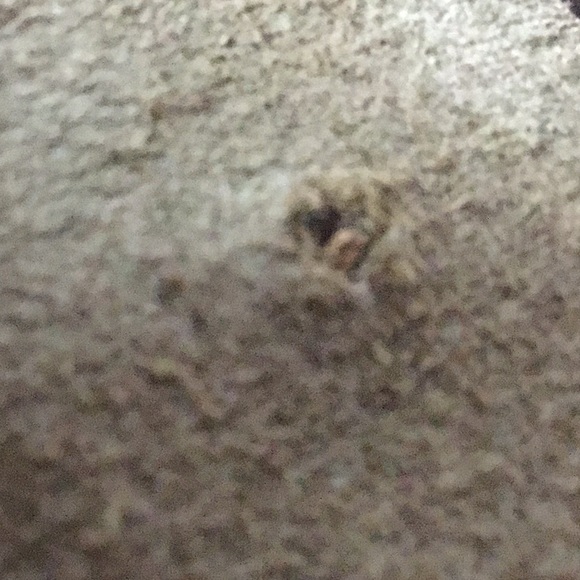 Massimo Dutti Women’s Brown Suede Leather Belt - Picture 7 of 7